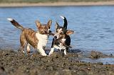 CORGI CARDIGAN 107